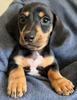 Thor, a male Miniature Dachshund for sale in Spring Hill, FL – Photo 1 of 9