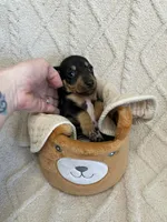 Thor, a male Miniature Dachshund for sale in Spring Hill, FL – Photo 8 of 9