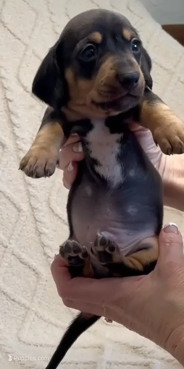 Thor, a male Miniature Dachshund for sale in Spring Hill, FL – Photo 4 of 9