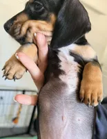 Thor, a male Miniature Dachshund for sale in Spring Hill, FL – Photo 9 of 9