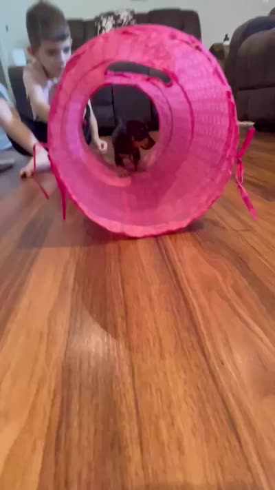 Dewey, a male Miniature Dachshund for sale in Spring Hill, FL – 5 of 6