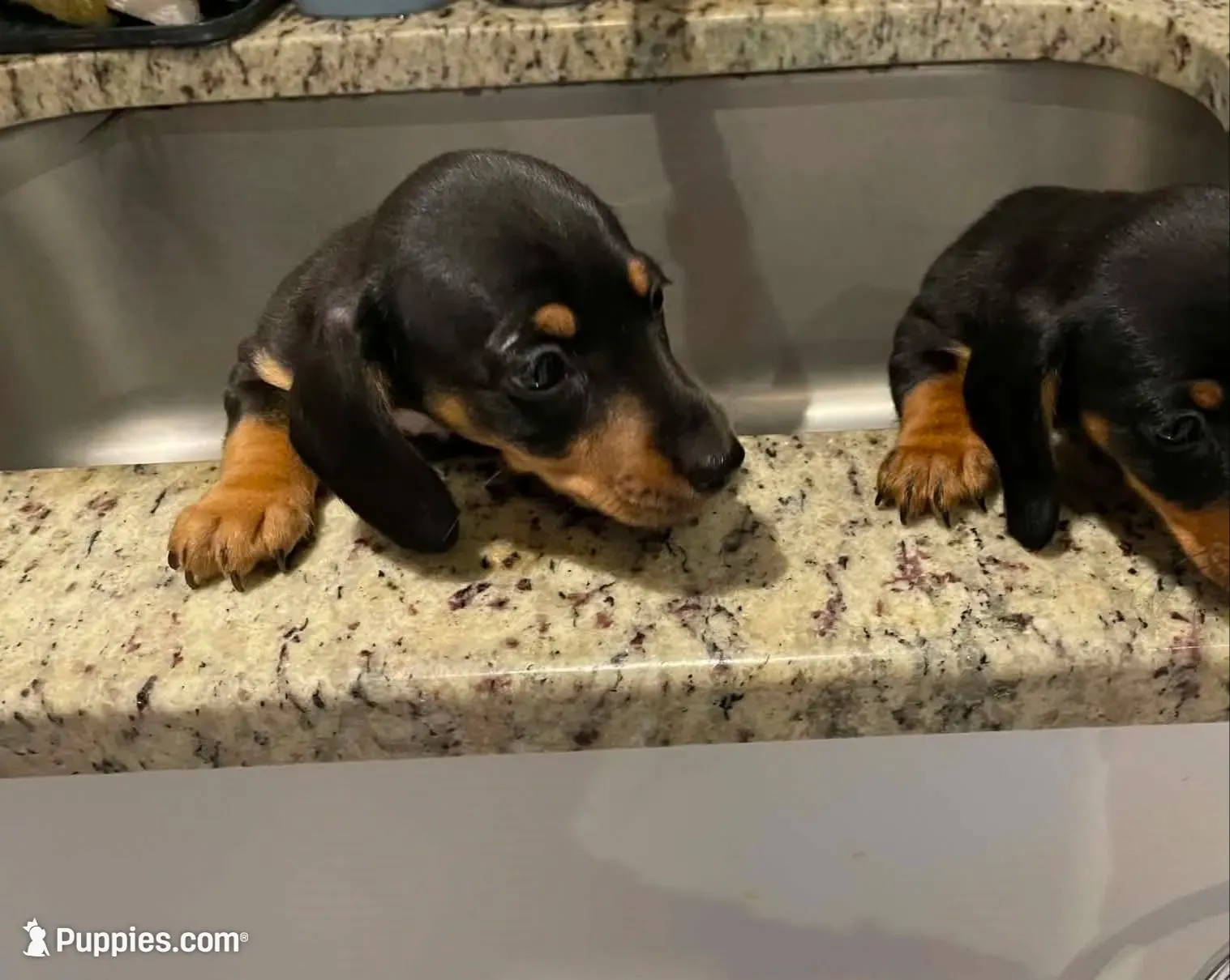 Dewey, a male Miniature Dachshund for sale in Spring Hill, FL – 1 of 6