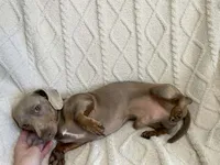 Ember, a female Miniature Dachshund for sale in Spring Hill, FL – Photo 9 of 10