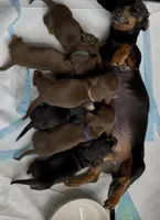 Ember, a female Miniature Dachshund for sale in Spring Hill, FL – Photo 8 of 10