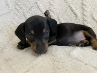 Ember, a female Miniature Dachshund for sale in Spring Hill, FL – Photo 3 of 10