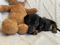 Ember, a female Miniature Dachshund for sale in Spring Hill, FL – Photo 5 of 10