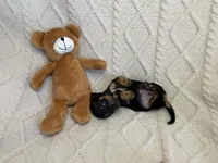 Ember, a female Miniature Dachshund for sale in Spring Hill, FL – Photo 4 of 10