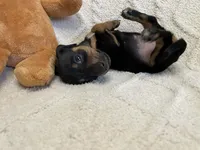 Ember, a female Miniature Dachshund for sale in Spring Hill, FL – Photo 2 of 10