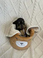 Ember, a female Miniature Dachshund for sale in Spring Hill, FL – Photo 7 of 10