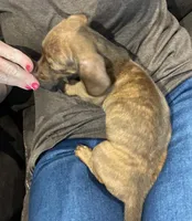 Ella, a female Miniature Dachshund for sale in Spring Hill, FL – 3 of 7