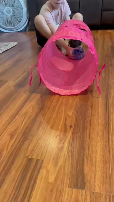 Lanie, a female Miniature Dachshund for sale in Spring Hill, FL – 7 of 8