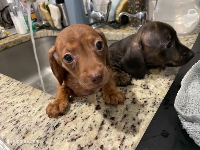 Ella – Miniature Dachshund puppy for sale in Spring Hill, FL
