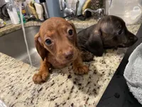 Ella, a female Miniature Dachshund for sale in Spring Hill, FL – 1 of 7
