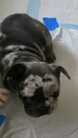 Sweetie, a female French Bulldog for sale in Taylor, MI – 2 of 2