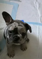 Sweetie, a female French Bulldog for sale in Taylor, MI – 1 of 2