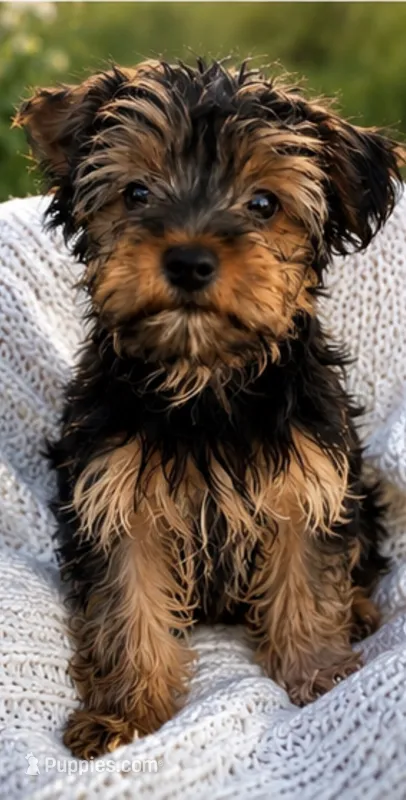 Mae – Yorkshire Terrier puppy for sale in Suitland-Silver Hill, MD