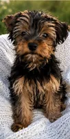 Mae, a female Yorkshire Terrier for sale in Suitland-Silver Hill, MD – 1 of 1