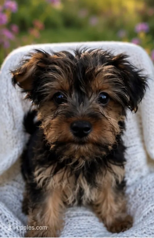 Lucy – Yorkshire Terrier puppy for sale in Suitland-Silver Hill, MD