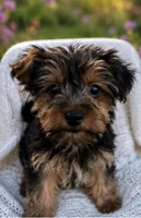 Lucy, a female Yorkshire Terrier for sale in Suitland-Silver Hill, MD – 1 of 1