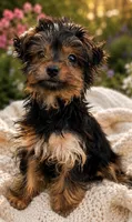 Daisy, a female Yorkshire Terrier for sale in Suitland-Silver Hill, MD – 1 of 1