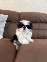 Milo, a male Shih Tzu for sale in Westfield, MA – Photo 5 of 5