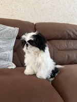 Milo, a male Shih Tzu for sale in Westfield, MA – Photo 4 of 5