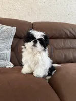 Milo, a male Shih Tzu for sale in Westfield, MA – Photo 3 of 5