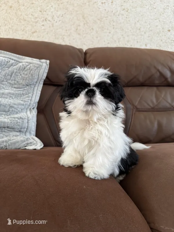 Milo – Shih Tzu puppy for sale in Westfield, MA