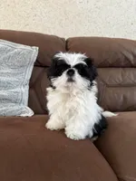 Milo, a male Shih Tzu for sale in Westfield, MA – Photo 1 of 5