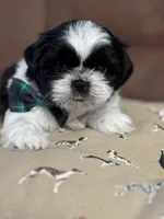 Polo, a male Shih Tzu for sale in Westfield, MA – Photo 1 of 7