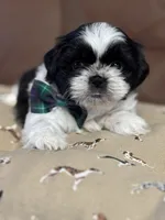 Polo, a male Shih Tzu for sale in Westfield, MA – Photo 7 of 7