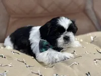 Polo, a male Shih Tzu for sale in Westfield, MA – Photo 6 of 7