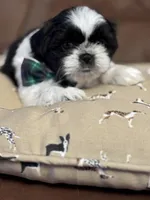 Polo, a male Shih Tzu for sale in Westfield, MA – Photo 2 of 7