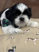 Polo, a male Shih Tzu for sale in Westfield, MA – Photo 5 of 7