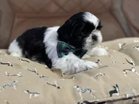 Polo, a male Shih Tzu for sale in Westfield, MA – Photo 3 of 7