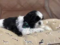 Polo, a male Shih Tzu for sale in Westfield, MA – Photo 4 of 7