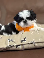 Tobie , a male Shih Tzu for sale in Westfield, MA – Photo 3 of 3