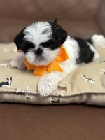 Tobie , a male Shih Tzu for sale in Westfield, MA – Photo 2 of 3