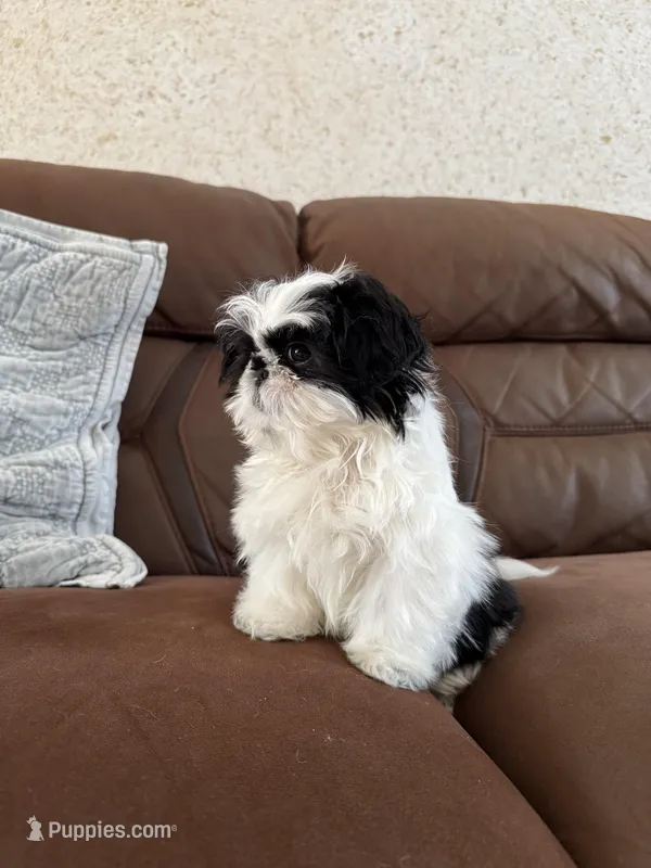 milo – Shih Tzu puppy for sale in Westfield, MA