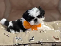 milo, a male Shih Tzu for sale in Westfield, MA – Photo 3 of 3