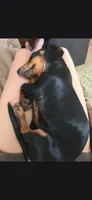 Lainna Laney , a female Miniature Dachshund for sale in Branson, MO – 2 of 7