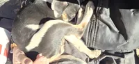 Jolie , a male Boxer and American Pit Bull Terrier for sale in Branson, MO – 2 of 5
