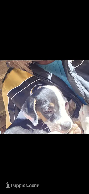 Jolie  – Boxer, American Pit Bull Terrier puppy for sale in Branson, MO