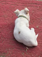 Piglet puppy , a male Jack Russell Terrier and Chihuahua for sale in Branson, MO – 5 of 6