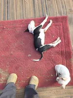 Jolie , a male Boxer and American Pit Bull Terrier for sale in Branson, MO – 4 of 5