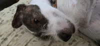 Bosewell , a male Jack Russell Terrier for sale in Branson, MO – 2 of 6