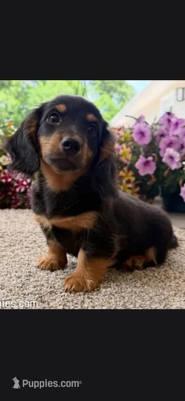 Caleb – Miniature Dachshund puppy for sale in Branson, MO