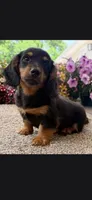 Caleb, a male Miniature Dachshund for sale in Branson, MO – 1 of 3