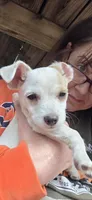 Piglet puppy , a male Jack Russell Terrier and Chihuahua for sale in Branson, MO – 3 of 6