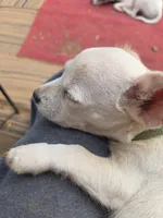Piglet puppy , a male Jack Russell Terrier and Chihuahua for sale in Branson, MO – 4 of 6